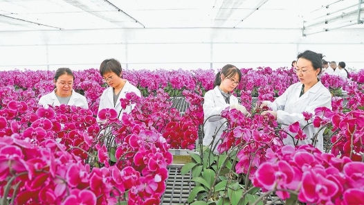 为云花装上中国芯