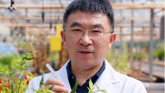 劳动者风采·一物传匠心 ——匠守初心｜邓明华：用镊子给辣椒“说媒”